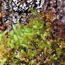 Attēlu rezultāti vaicājumam “Pohlia proligera”