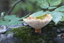 Attēlu rezultāti vaicājumam “Polyporus tuberaster”