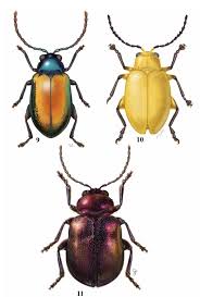 Attēlu rezultāti vaicājumam “Malachidae”