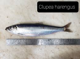Image result for Clupea harengus