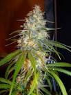 Smoking - Ed Rosenthal Super Bud - Drugs Forum