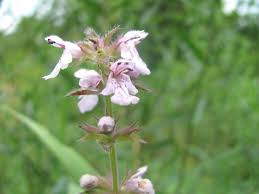 Attēlu rezultāti vaicājumam “Stachys palustris flower”