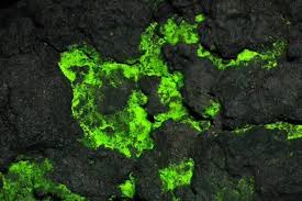 Attēlu rezultāti vaicājumam “Schistostega pennata”