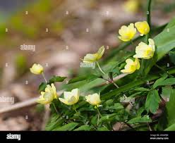 Attēlu rezultāti vaicājumam “Anemone x lipsiensis leaf”