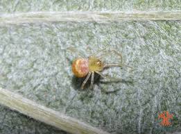 Attēlu rezultāti vaicājumam “Paidiscura pallens”