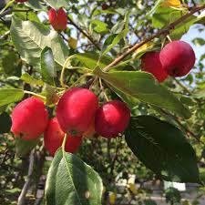 Attēlu rezultāti vaicājumam “Malus”