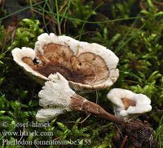 Attēlu rezultāti vaicājumam “Phellodon tomentosus”