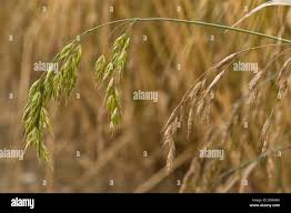 Attēlu rezultāti vaicājumam “Bromus secalinus”
