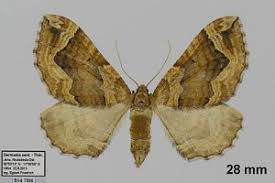 Attēlu rezultāti vaicājumam “Pelurga comitata”