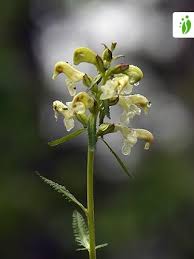 Attēlu rezultāti vaicājumam “Pedicularis sceptrum-carolinum leaf”