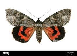 Attēlu rezultāti vaicājumam “Catocala nupta”