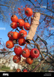 Attēlu rezultāti vaicājumam “Sorbus intermedia fruit”