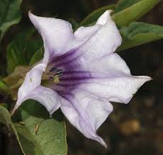 Image result for Datura stramonium