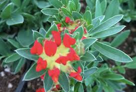 Image result for Anthyllis vulneraria rubra