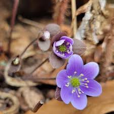 Attēlu rezultāti vaicājumam “Hepatica nobilis fruit”