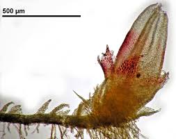 Attēlu rezultāti vaicājumam “Cephaloziella elachista”
