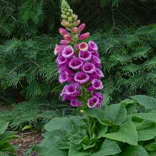 Attēlu rezultāti vaicājumam “Digitalis purpurea flower”