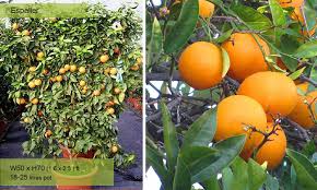 Attēlu rezultāti vaicājumam “Juglans x sinensis fruit”