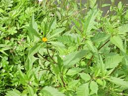 Attēlu rezultāti vaicājumam “Bidens tripartita flower”