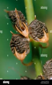 Attēlu rezultāti vaicājumam “Melilotus albus fruit”