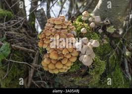 Attēlu rezultāti vaicājumam “Mycena zephirus”