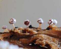 Attēlu rezultāti vaicājumam “Physarum globuliferum”