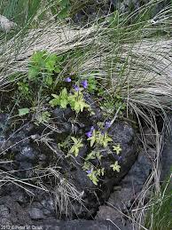 Attēlu rezultāti vaicājumam “Pinguicula vulgaris”