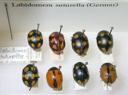 Attēlu rezultāti vaicājumam “Bayeriola thymicola”