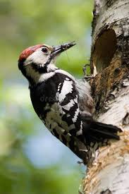 Attēlu rezultāti vaicājumam “Dendrocopos leucotos male”