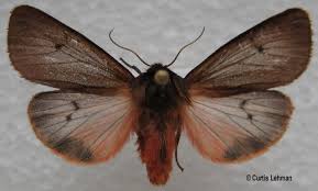 Attēlu rezultāti vaicājumam “Phragmatobia fuliginosa imago”