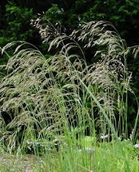 Attēlu rezultāti vaicājumam “Deschampsia flexuosa bud”