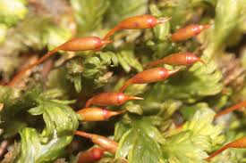 Attēlu rezultāti vaicājumam “Fissidens bryoides sporophyte”