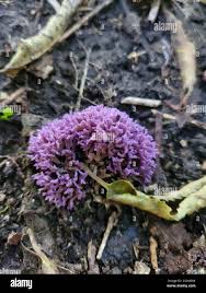 Attēlu rezultāti vaicājumam “Ramariopsis pulchella”