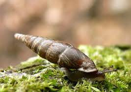 Attēlu rezultāti vaicājumam “Ena montana”