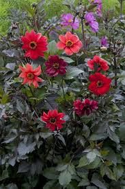 Image result for Dahlia x pinnata `Redskin`