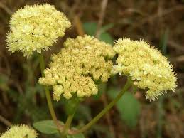 Attēlu rezultāti vaicājumam “Hylotelephium maximum”