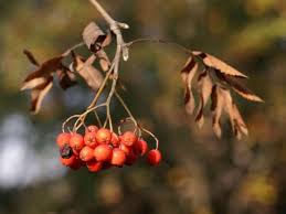 Attēlu rezultāti vaicājumam “Sorbus aucuparia”