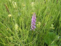 Attēlu rezultāti vaicājumam “Gymnadenia conopsea flower”