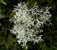 Attēlu rezultāti vaicājumam “Cladonia ciliata”