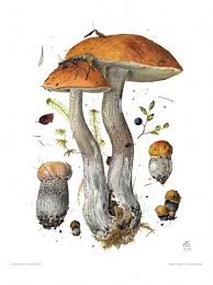 Attēlu rezultāti vaicājumam “Leccinum versipelle”