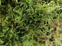 Attēlu rezultāti vaicājumam “Amblystegium serpens sporophyte”