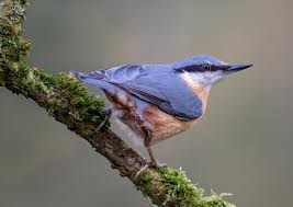 Attēlu rezultāti vaicājumam “Sitta europaea”