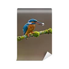 Attēlu rezultāti vaicājumam “Alcedo atthis adult”