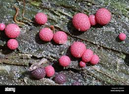 Attēlu rezultāti vaicājumam “Lycogala botrydium young”