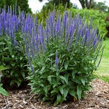 Attēlu rezultāti vaicājumam “Veronica longifolia fruit”