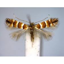 Attēlu rezultāti vaicājumam “Phyllonorycter nicellii”