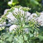 Attēlu rezultāti vaicājumam “Chaerophyllum aromaticum fruit”