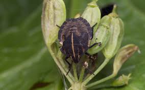 Attēlu rezultāti vaicājumam “Graphosoma lineatum nymph”