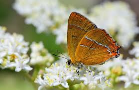 Attēlu rezultāti vaicājumam “Thecla betulae female”