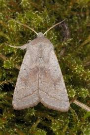 Attēlu rezultāti vaicājumam “Orthosia opima”